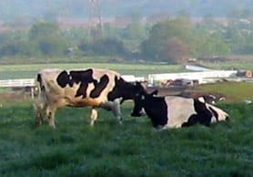 The New Jersey Farmstead Collection